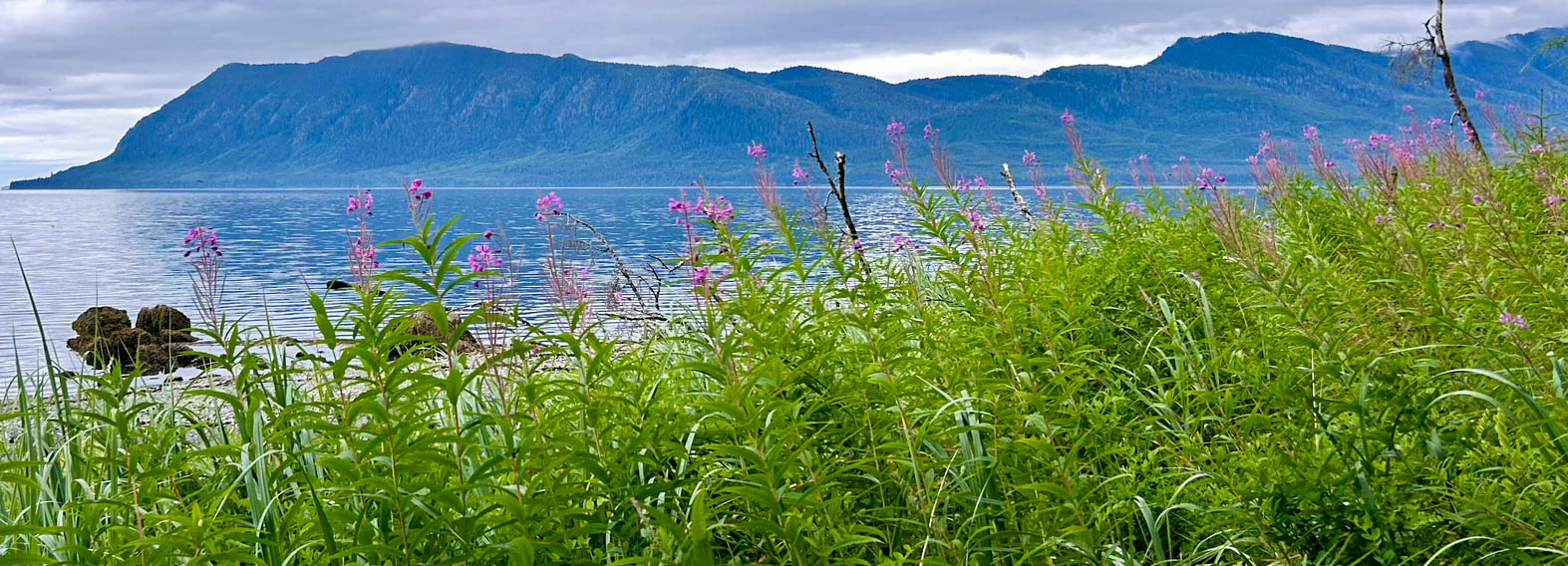 Fireweed growing along the shore of Port Houghton